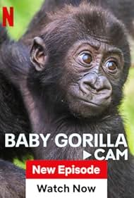 watch-Baby Gorilla Cam (2023)