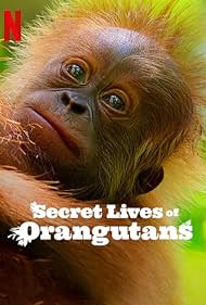 watch-Secret Lives of Orangutans (2024)