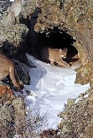 watch-The Mountain Lion and Me (2018)