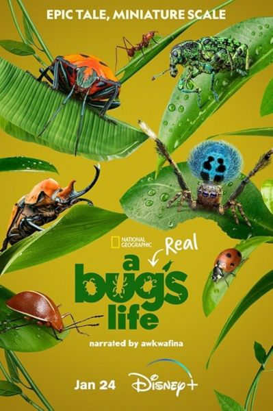 watch-A Real Bug's Life (2024)