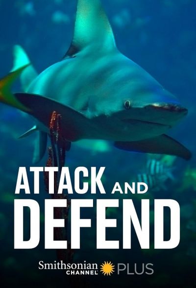 watch-Attack and Defend (2015)