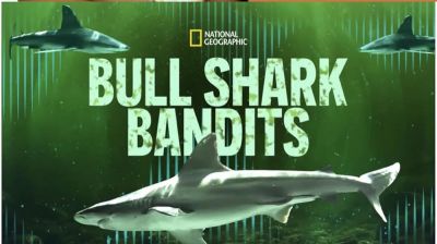 watch-Bull Shark Bandits (2023)
