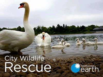 watch-City Wildlife Rescue (1970)