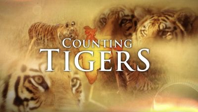 watch-Counting Tigers (2019)