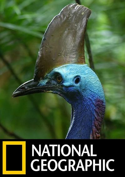 watch-Dino Bird (2017)