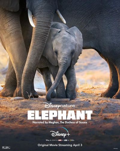 watch-Elephant (2020)