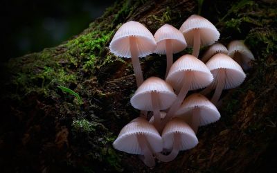 watch-Fungi: The Web of Life (2023)