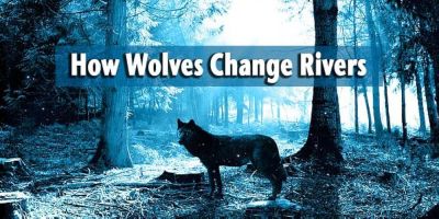 watch-How Wolves Change Rivers (2014)