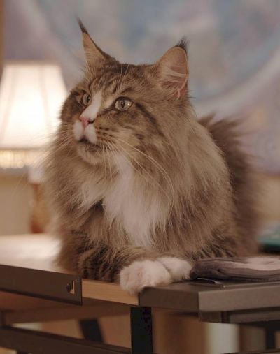 watch-Kitty Mammas (2020)