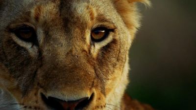 watch-Malika the Lion Queen (2021)