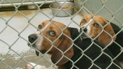 watch-One Nation Under Dog (2012)