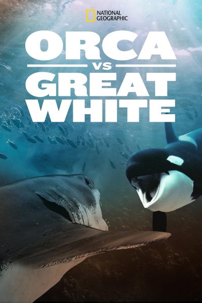 watch-Orca vs. Great White (2021)