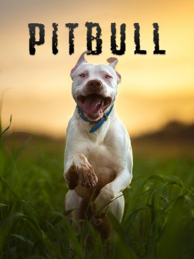 watch-Pitbull (2018)