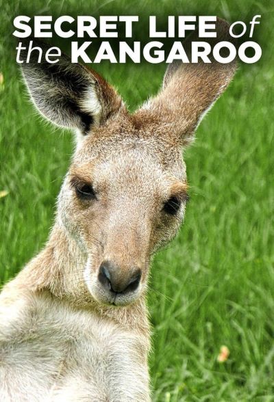 watch-Secret Life of the Kangaroo (2016)