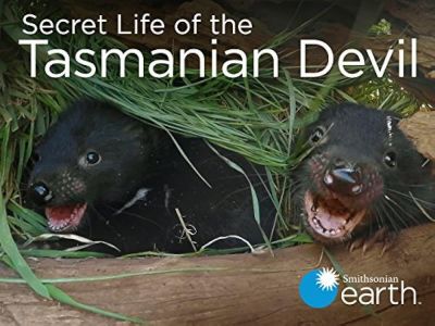 watch-Secret Life of the Tasmanian Devil (2016)