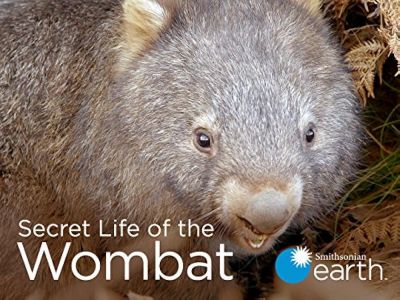 watch-Secret Life of the Wombat (2016)