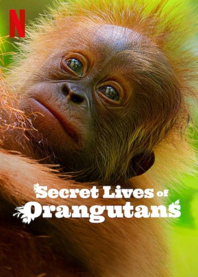 watch-Secret Lives of Orangutans (2024)