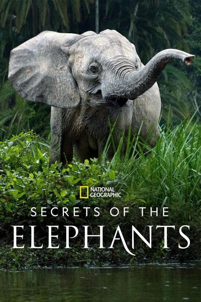 watch-Secrets of the Elephants (2023)