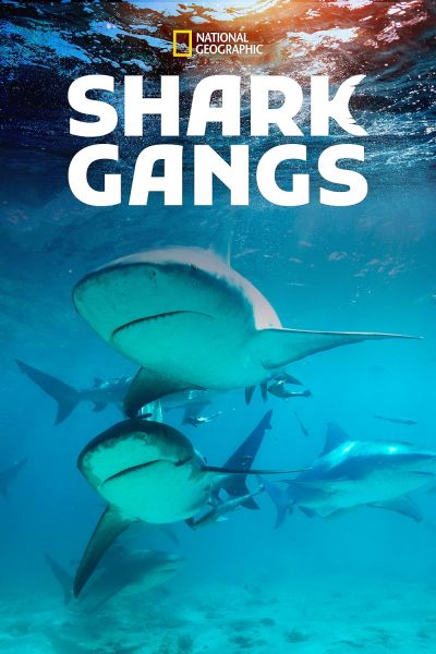 watch-Shark Gangs (2021)