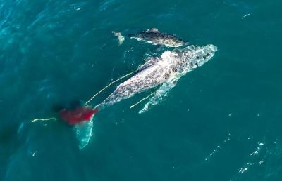 watch-Shark vs. Whale (2020)