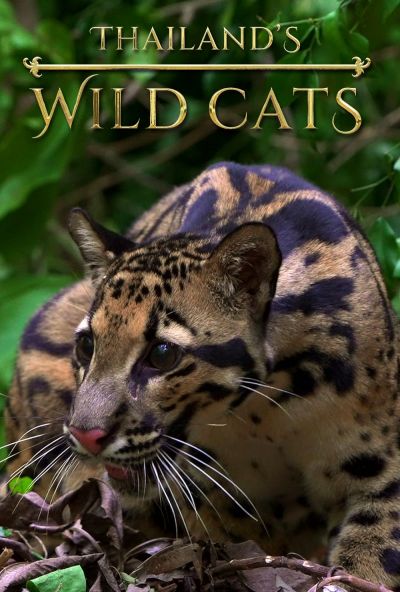 watch-Thailand's Wild Cats (2021)