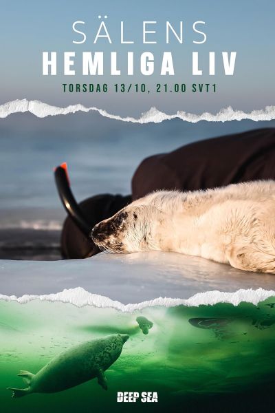 watch-The Secret Life of Seals (2022)