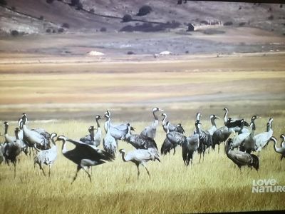 watch-Wild Iberia (2018)