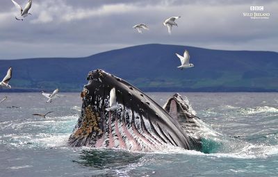 watch-Wild Ireland: The Edge of the World (2017)