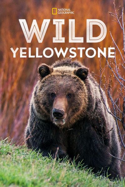 watch-Wild Yellowstone (2015)