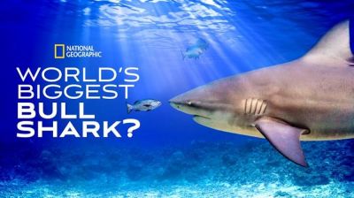 watch-World's Biggest Bull Shark (2021)